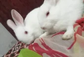 Rabbits bunnies