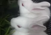 Rabbits bunnies