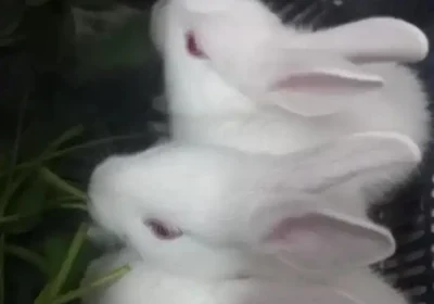 628a0c62-af17-4e82-9802-15304368616a