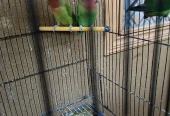 Green Peach Faced Lovebirds Pair – Healthy Birds – 2000 PKR