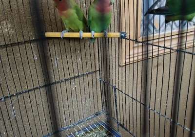 7398c7cb-383a-4e2c-88ea-ec092465fbeb