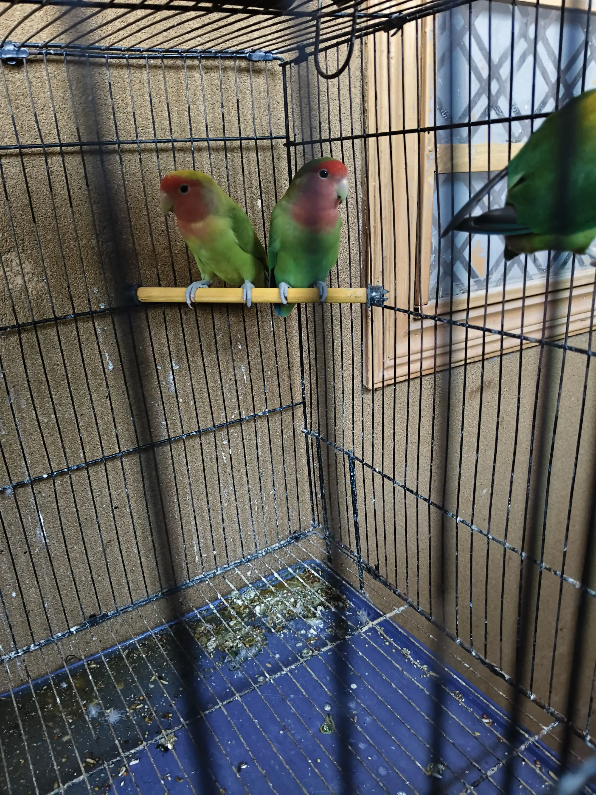 Green Peach Faced Lovebirds Pair – Healthy Birds – 2000 PKR