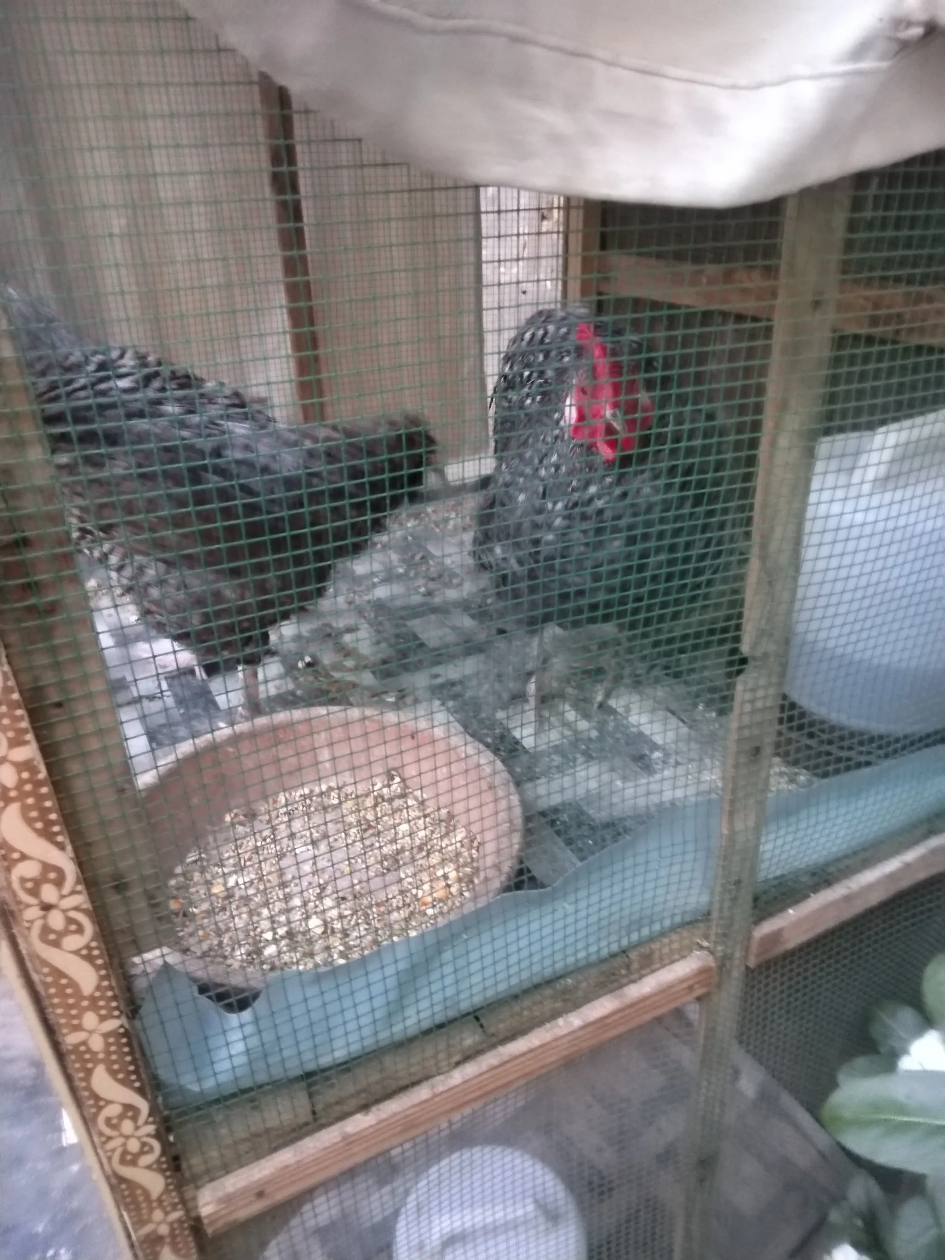 Bantum high quality breeder pair available 03143225468