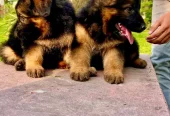 German shepherd