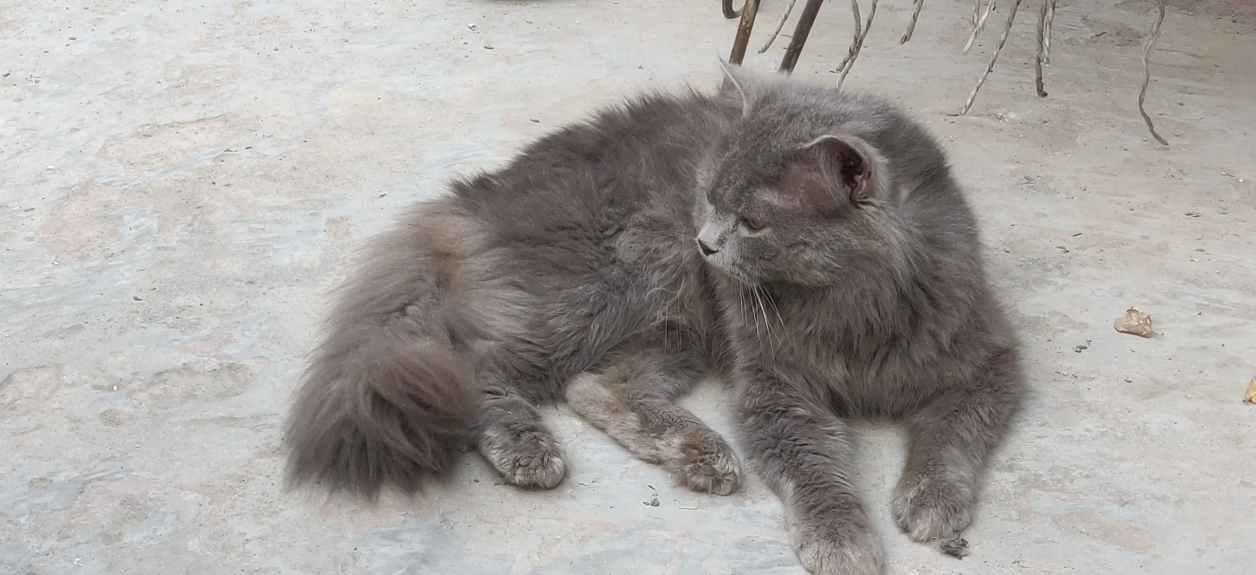 HIMALAYAN PERSIAN CAT 🐈😺