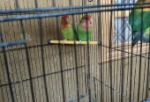 Green Peach Faced Lovebirds Pair – Healthy Birds – 2000 PKR