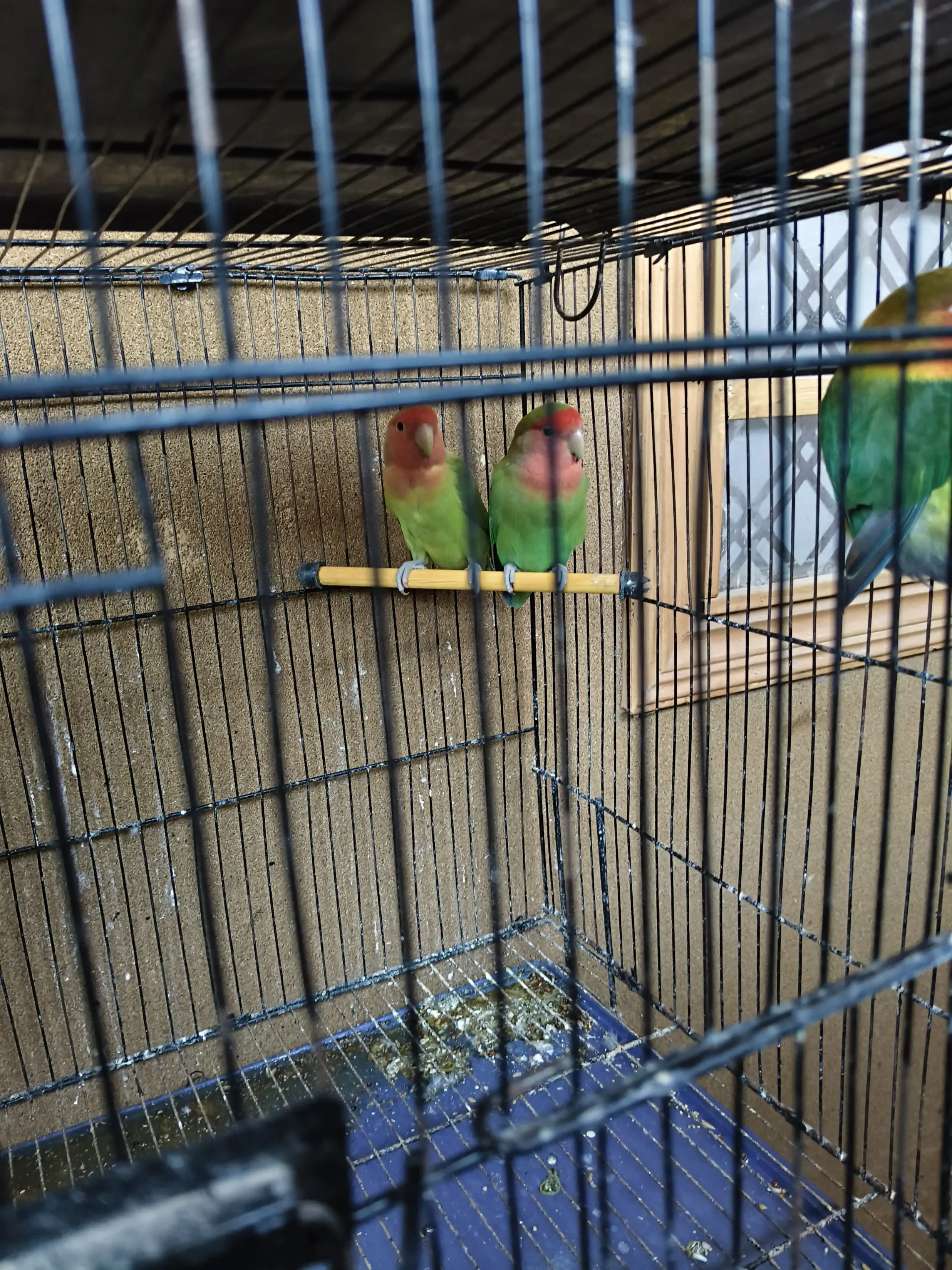 Green Peach Faced Lovebirds Pair – Healthy Birds – 2000 PKR