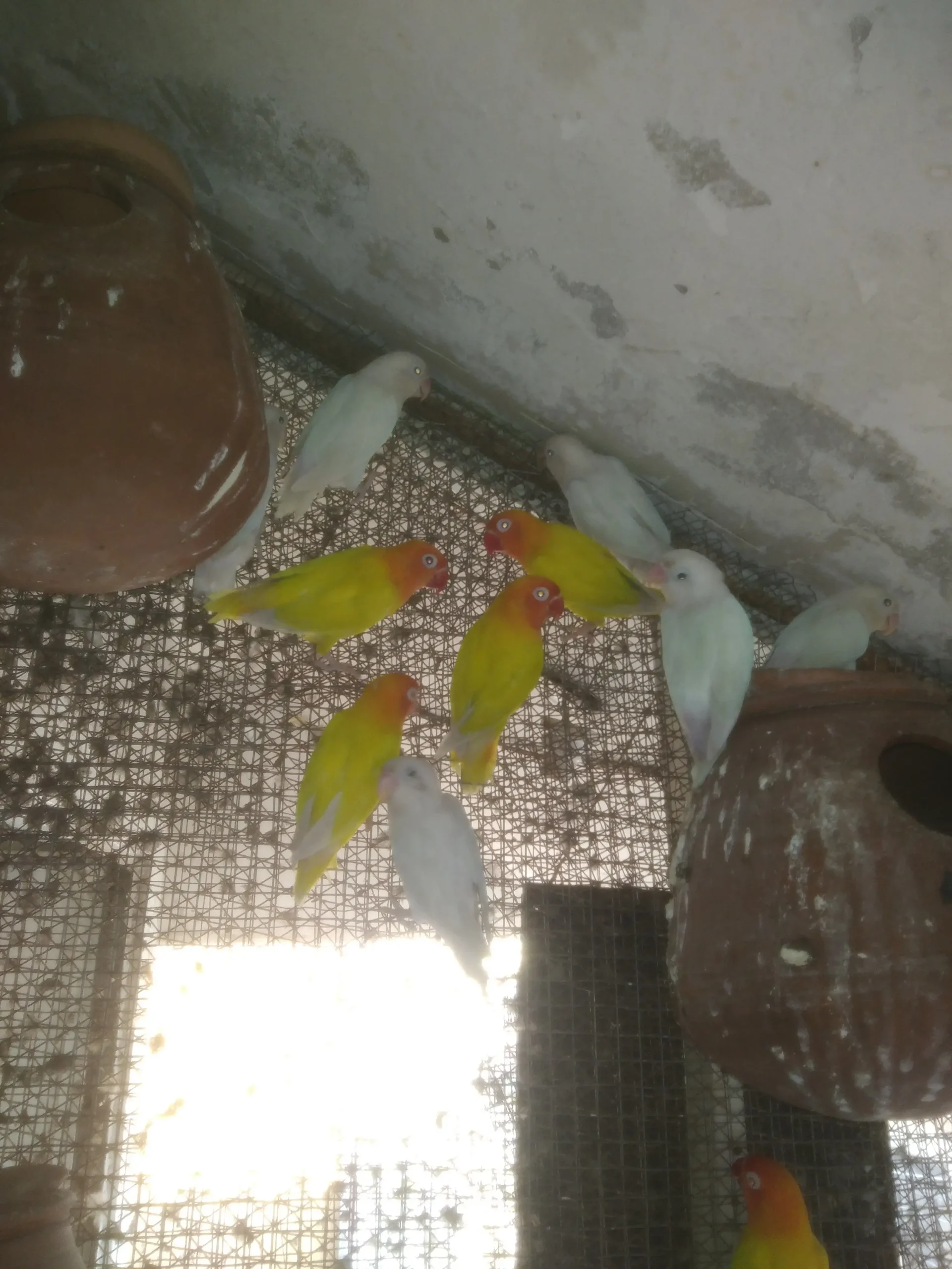 Lutino Red Eyes and Albino Black Eyes Colony