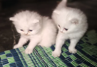 8912166c-3106-499a-800d-dd03d7311a09