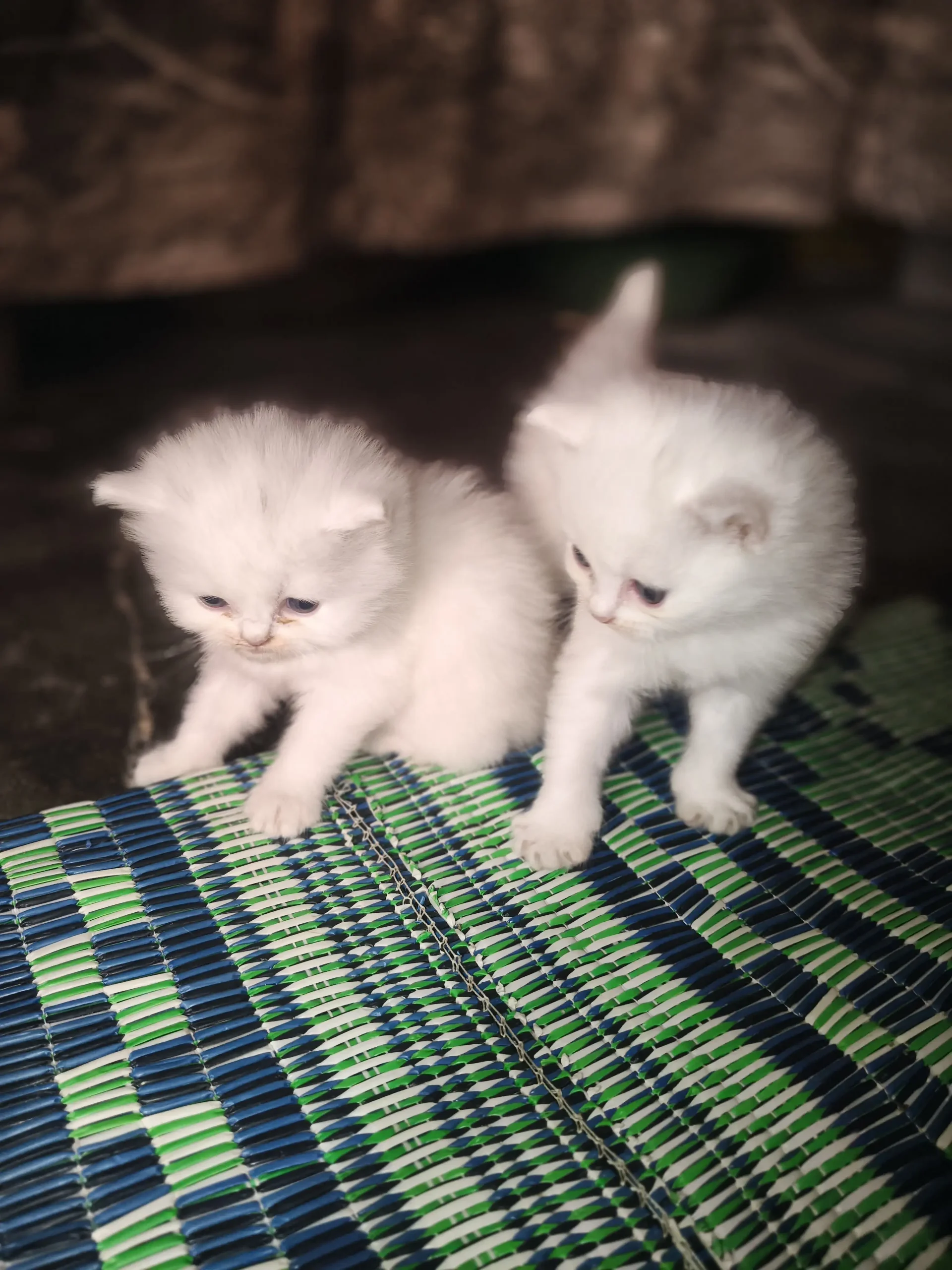 Persian Kittens Double Core