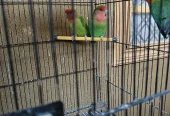 Green Peach Faced Lovebirds Pair – Healthy Birds – 2000 PKR