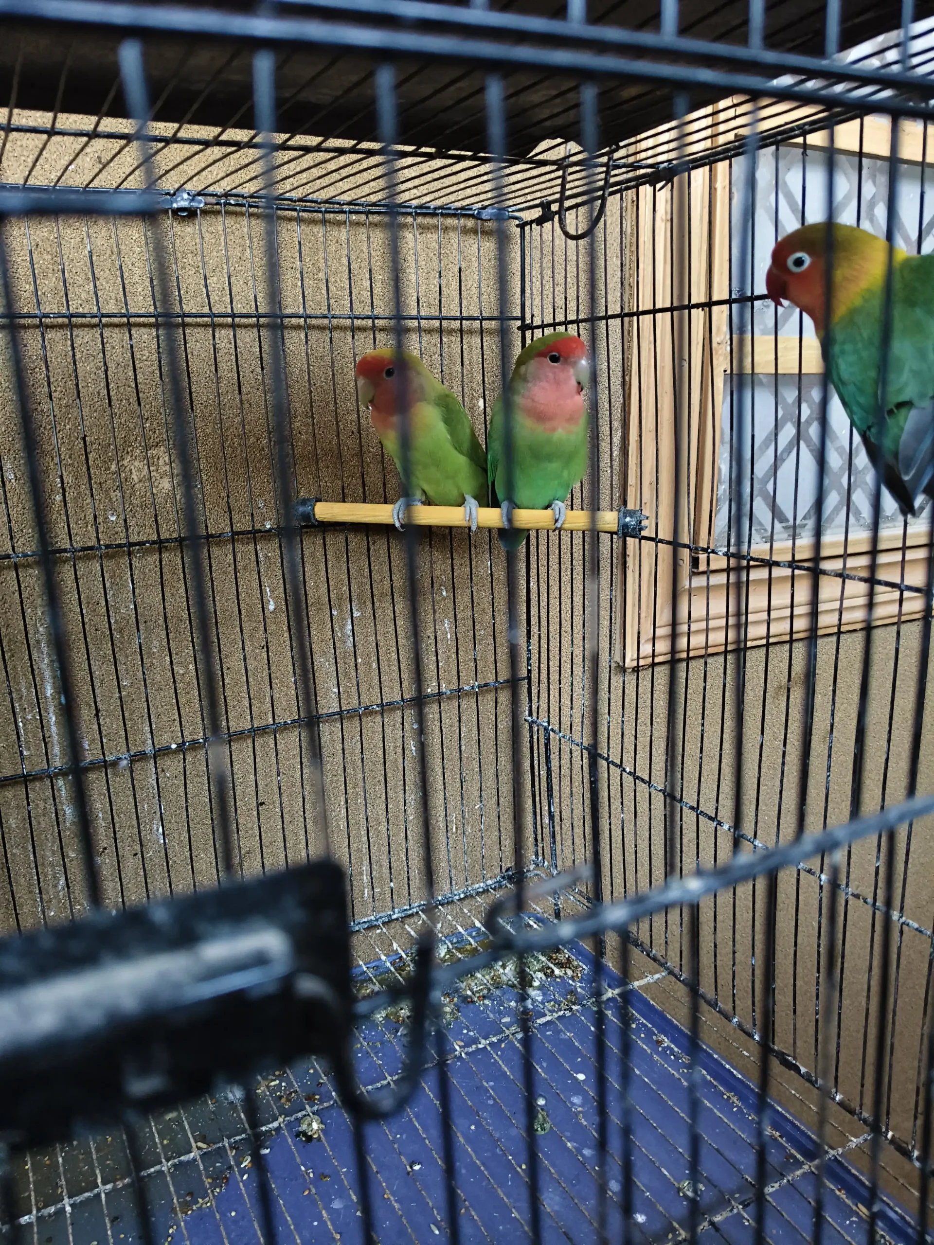 Green Peach Faced Lovebirds Pair – Healthy Birds – 2000 PKR