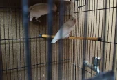 White Albino Lovebirds Pair – Healthy & Active – 2000 Only