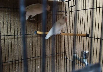 9803cad4-dbc7-405a-ab64-9ff5f7477374