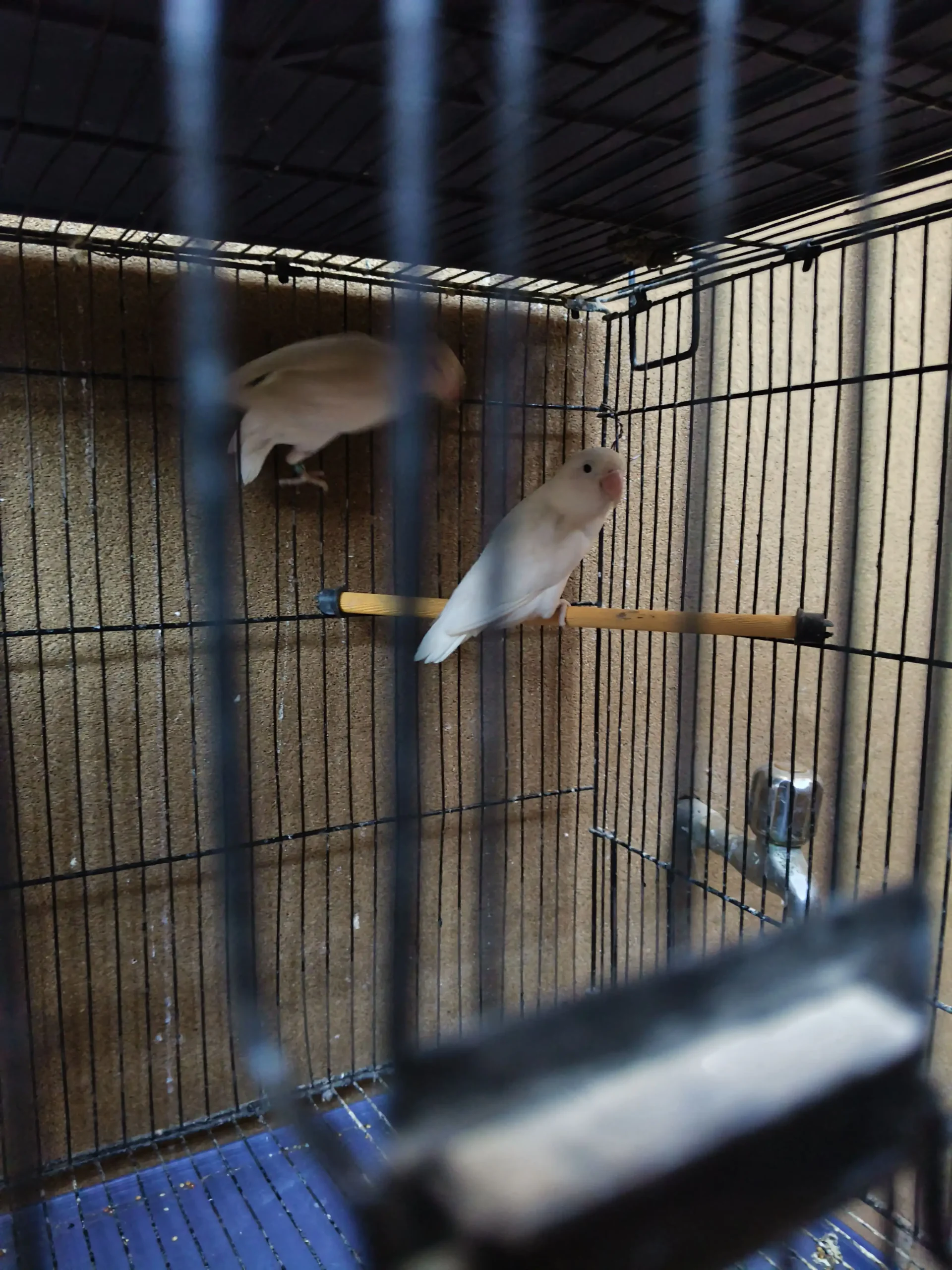 White Albino Lovebirds Pair – Healthy & Active – 2000 Only