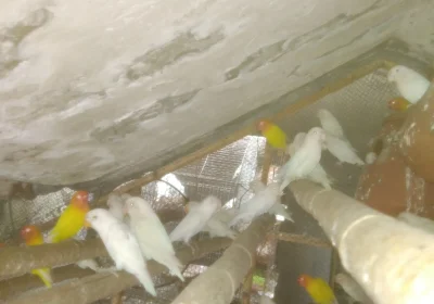 983b1e1e-87eb-46be-b8c0-07e4a0069e1f-2