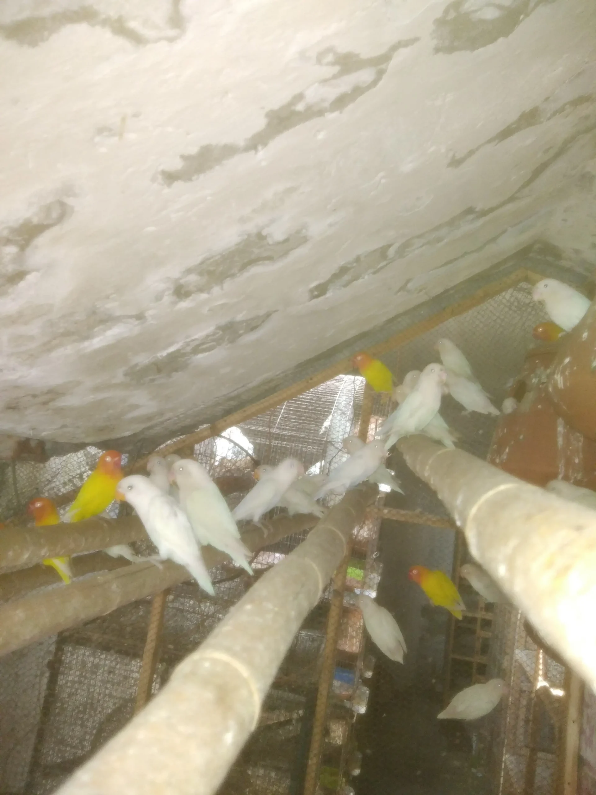 Lutino Red Eyes and Albino Black Eyes Colony