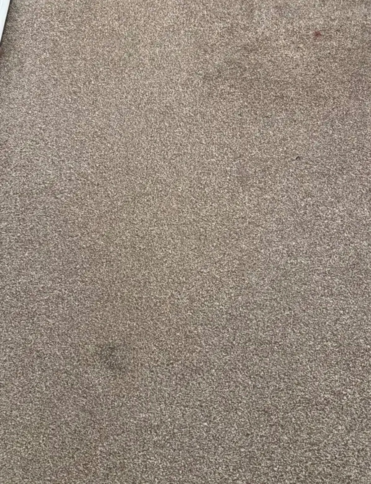Room Carpet 10*12