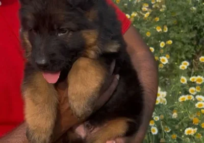 a34585a9-10f1-4e08-854d-ddbbc0ab4556