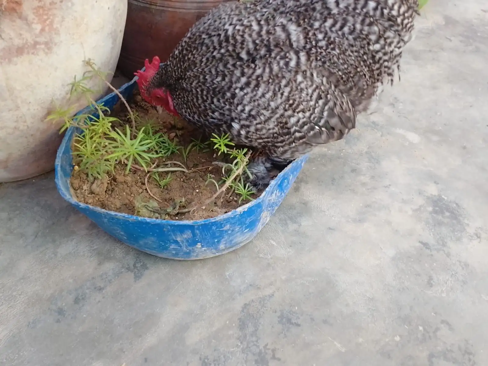 Bantum high quality breeder pair available 03143225468