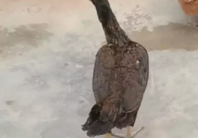 ae065b55-05dd-4c87-bfb9-75ebd0cf4b08