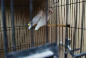 White Albino Lovebirds Pair – Healthy & Active – 2000 Only