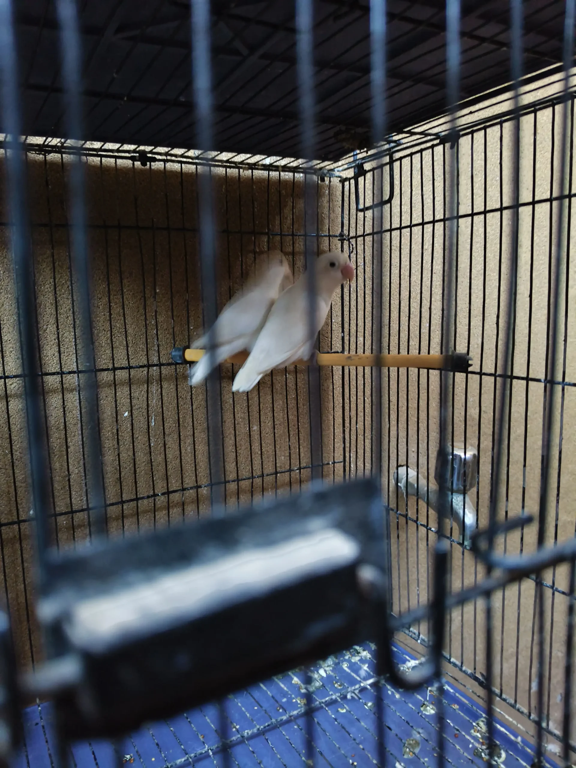 White Albino Lovebirds Pair – Healthy & Active – 2000 Only