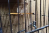 White Albino Lovebirds Pair – Healthy & Active – 2000 Only