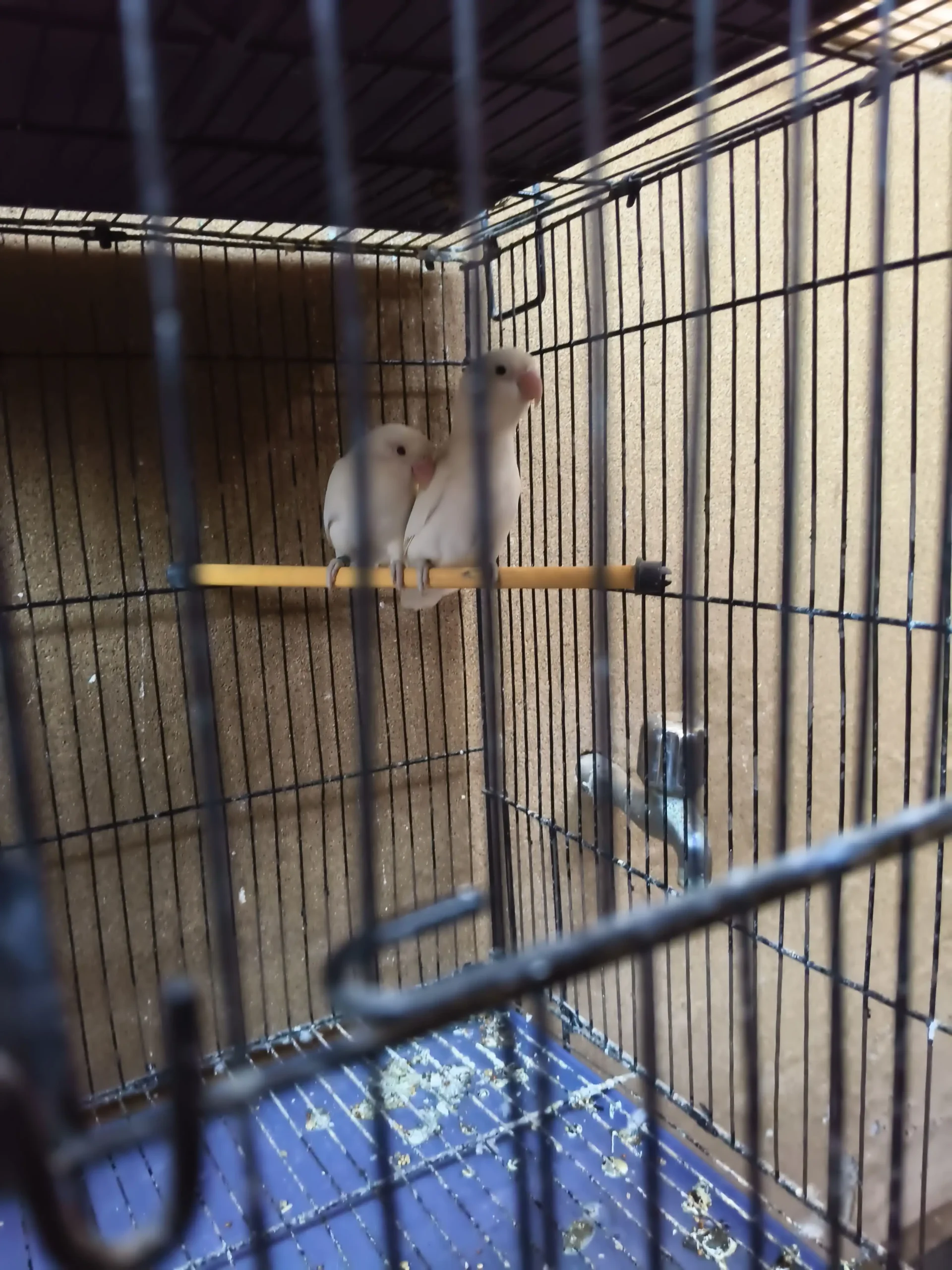 White Albino Lovebirds Pair – Healthy & Active – 2000 Only