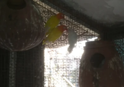 b52d0d19-a907-4414-86cb-0a7eaaae047c-2