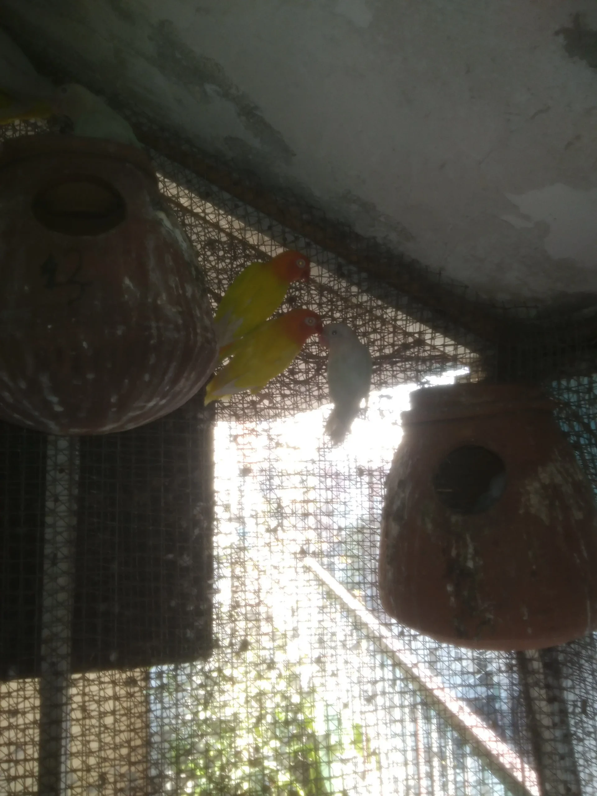 Lutino Red Eyes and Albino Black Eyes Colony