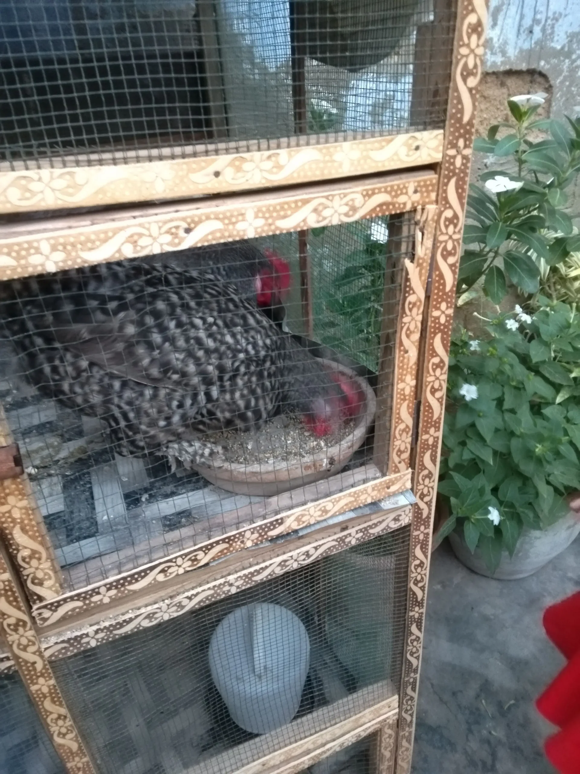 Bantum high quality breeder pair available 03143225468