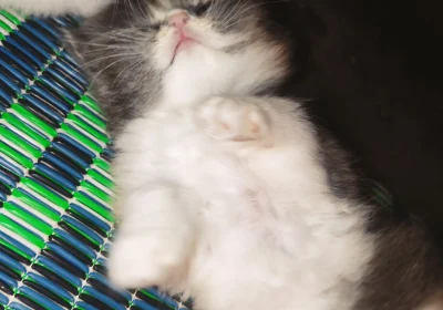 c3fb0fe3-81cd-44a2-9e4b-8b903ae1f037