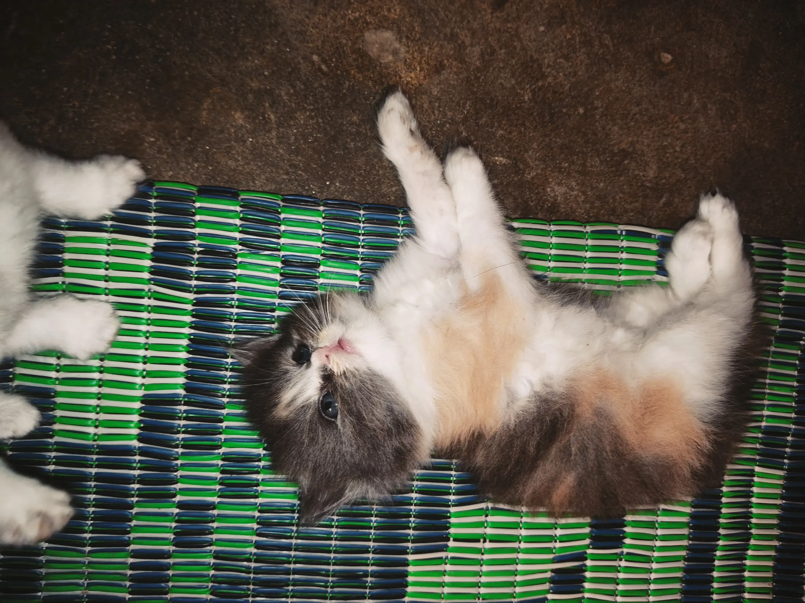 Persian Kittens Double Core