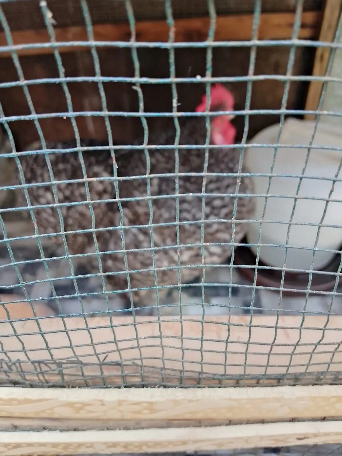 Bantum high quality breeder pair available 03143225468