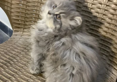 cc652c3c-863c-44ba-982c-31f4da5258fe