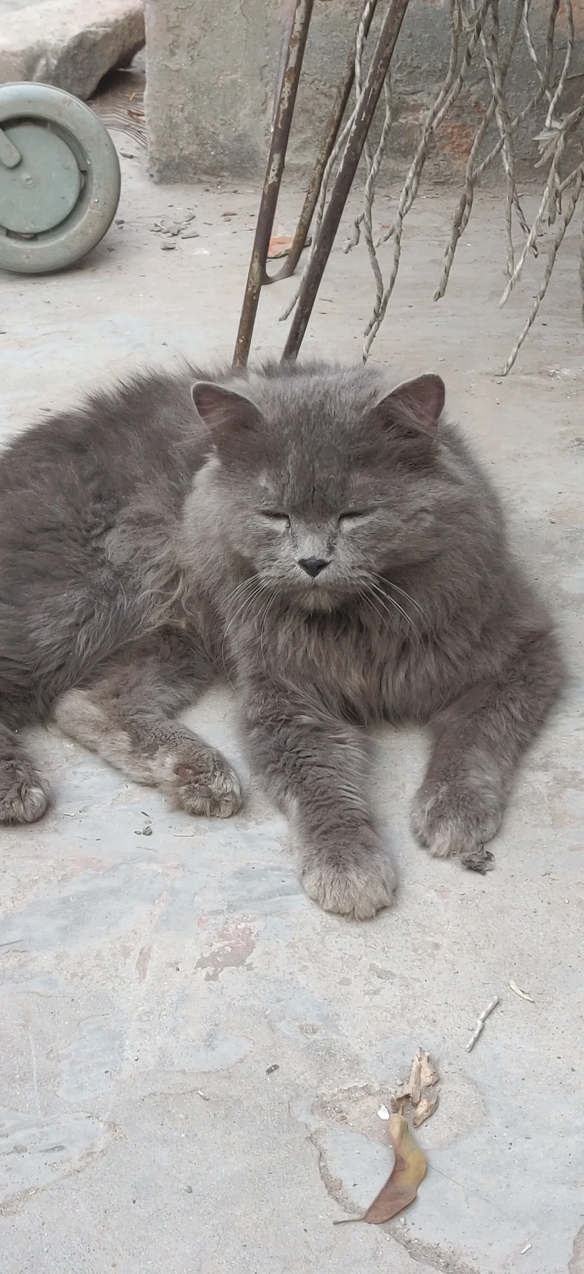 HIMALAYAN PERSIAN CAT 🐈😺