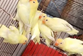 Decino love birds 9 piece for sale location Rawat city