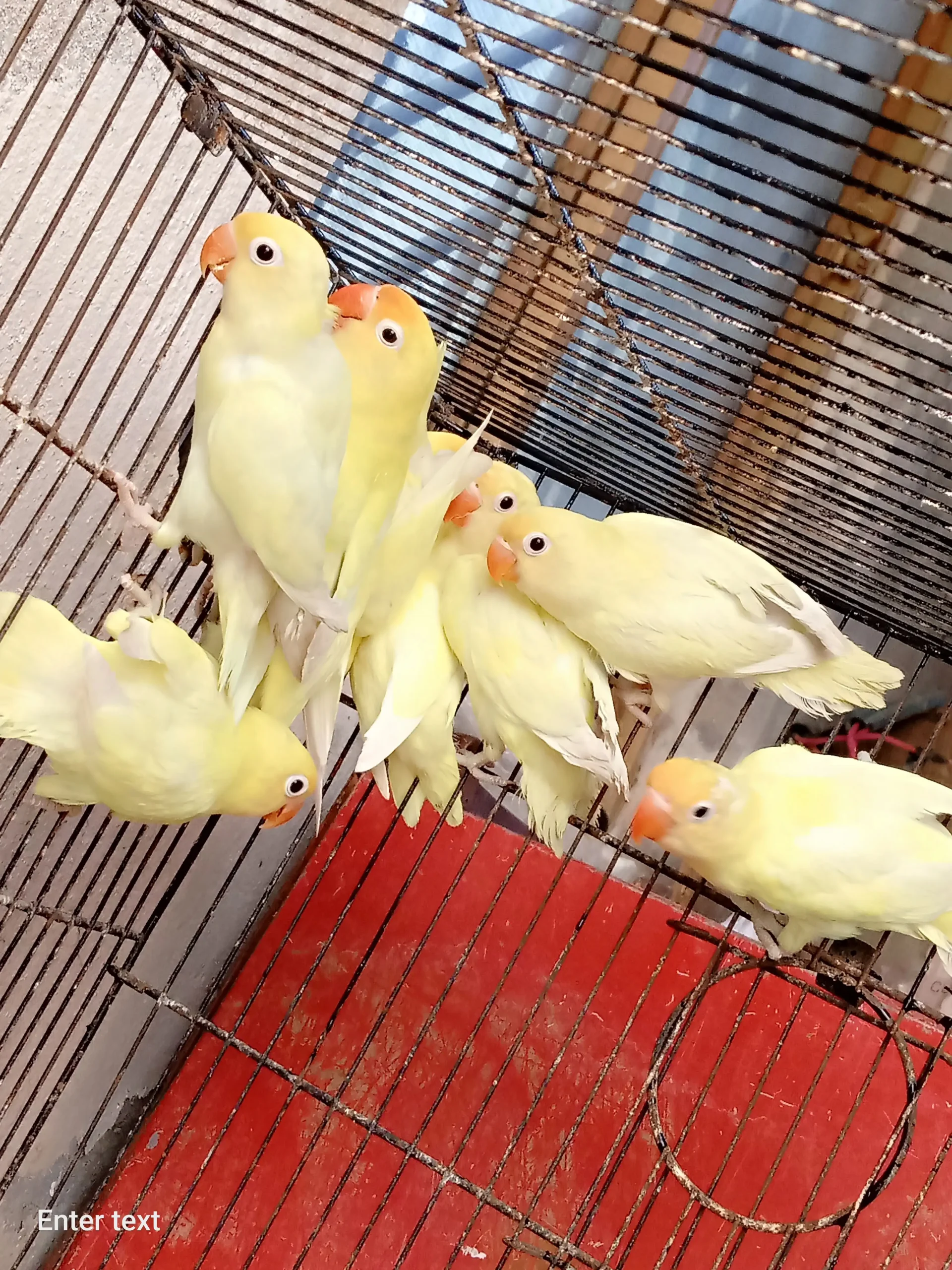 Decino love birds 9 piece for sale location Rawat city