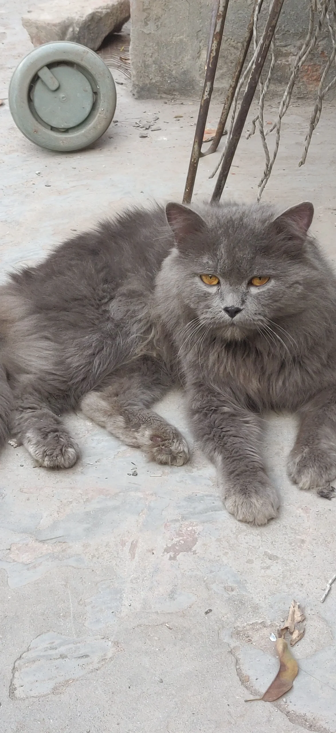 HIMALAYAN PERSIAN CAT 🐈😺