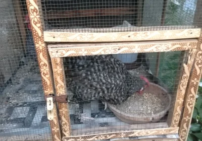 e222cf08-7dfa-4f59-a03e-e38ed0f192a0