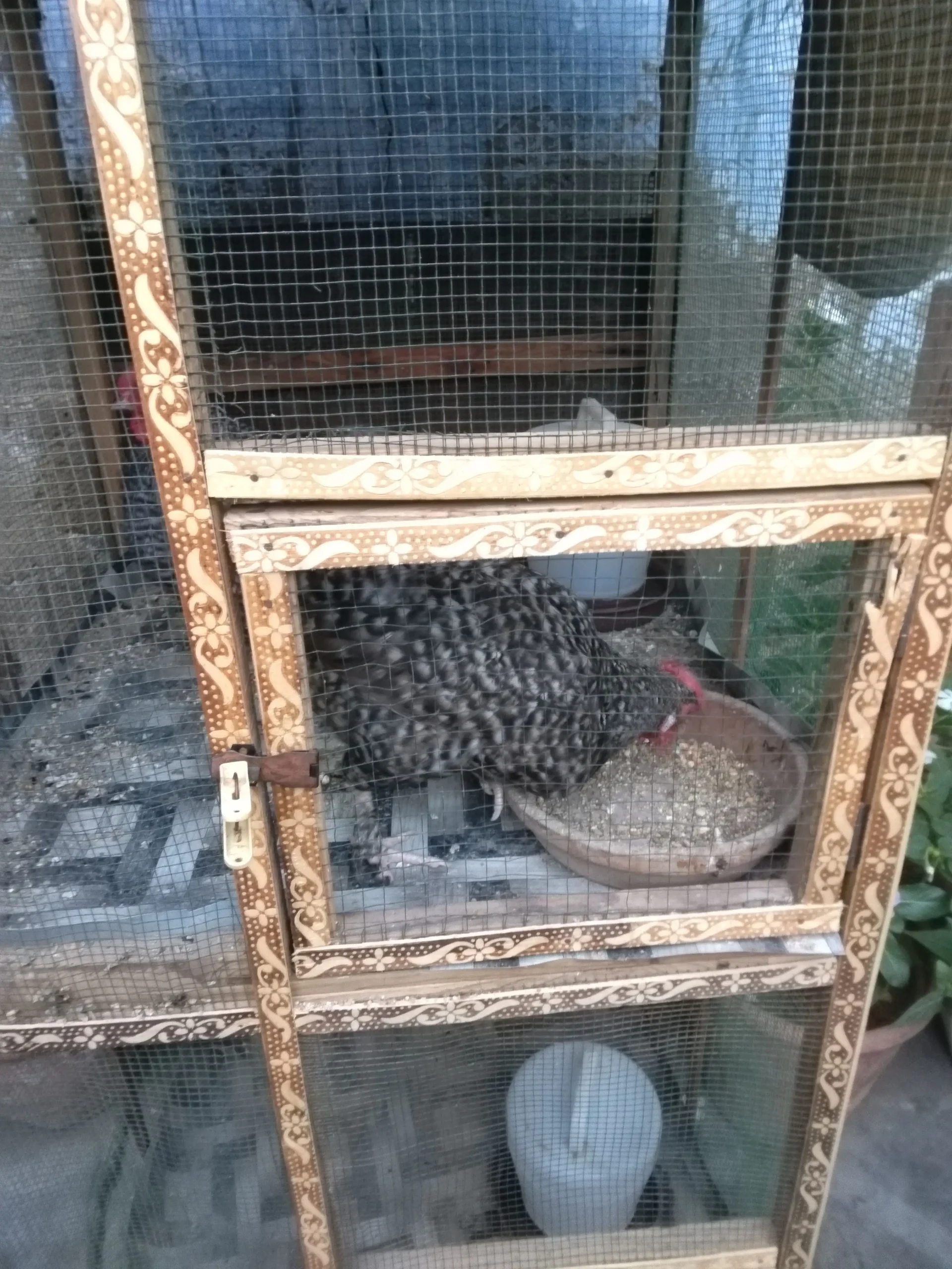 Bantum high quality breeder pair available 03143225468