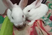 Rabbits bunnies