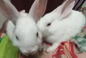 Rabbits bunnies