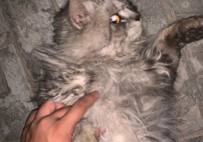 f114b2b3-2f83-4dd2-947b-bfe306347946