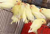 Decino love birds 9 piece for sale location Rawat city