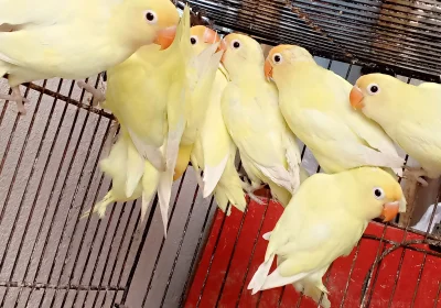 f3405329-d089-4075-9fb0-fdebb42248e0