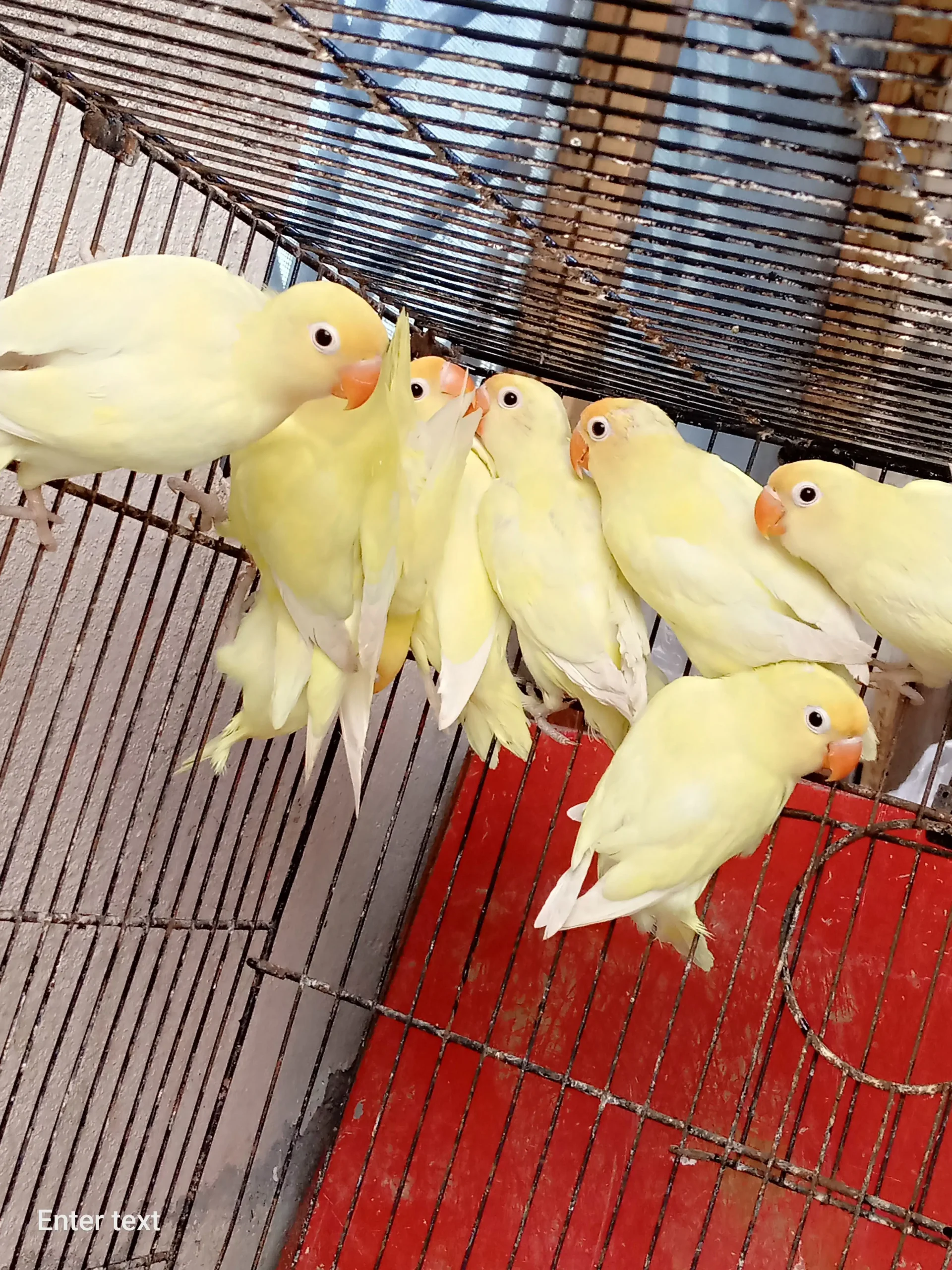 Decino love birds 9 piece for sale location Rawat city