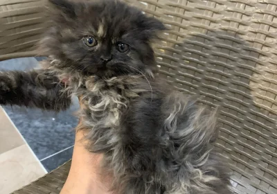 f9e715ac-51cb-49b8-86e7-96fff4e11368