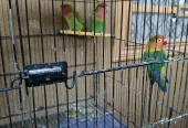 Green Peach Faced Lovebirds Pair – Healthy Birds – 2000 PKR